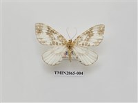 藏品(尺蛾591)的圖片